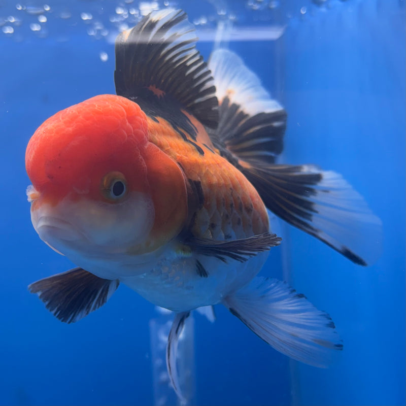 Thai Oranda Apache 3.5” Body Female(CK-791)R1A03