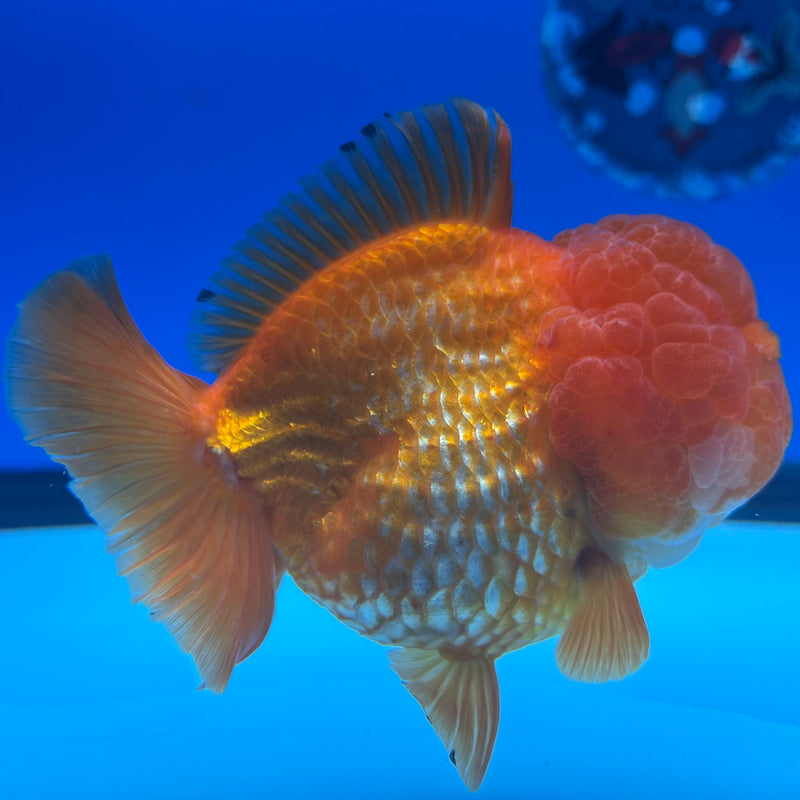 Thai Oranda Full Red 4” Body Female(CK-1450)R1BLUETUB1