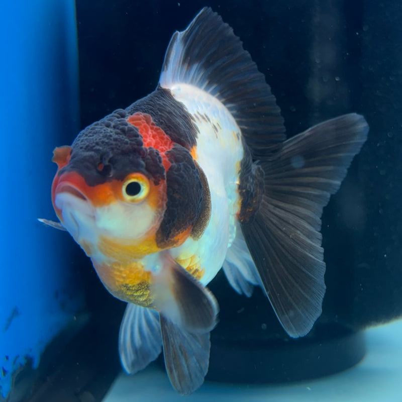 Thai Oranda NOK Tri-Color 2.5” Body Male(NOK-CK-1175)R3B18