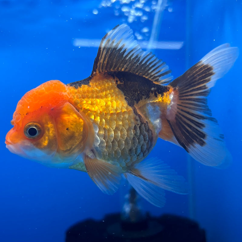 Thai Oranda Apache 2.5” Body Male(CK-1303)R3B16