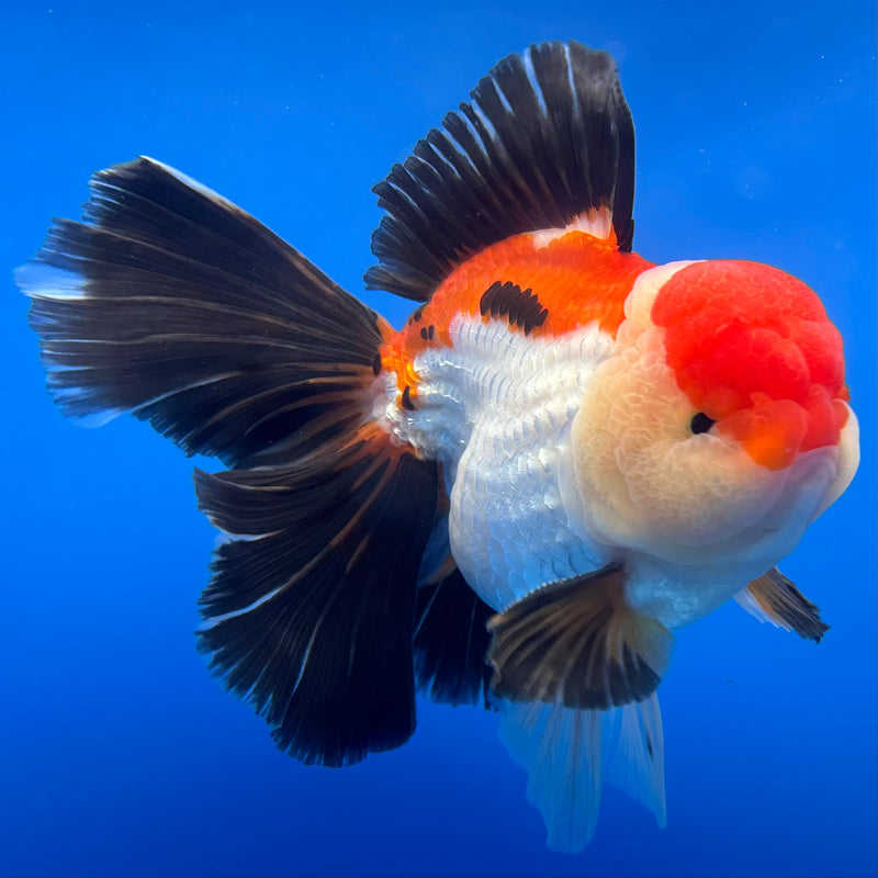 Thai Oranda AA JUMBO Apache/Tri-Color 4” Body Male(AA-CK-1355)R1BLUETUB3