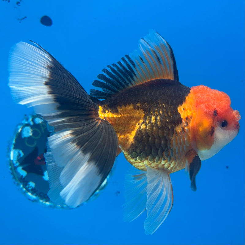 Thai Oranda Apache 3.5” Body Female(CK-906)R1BLUETUB4