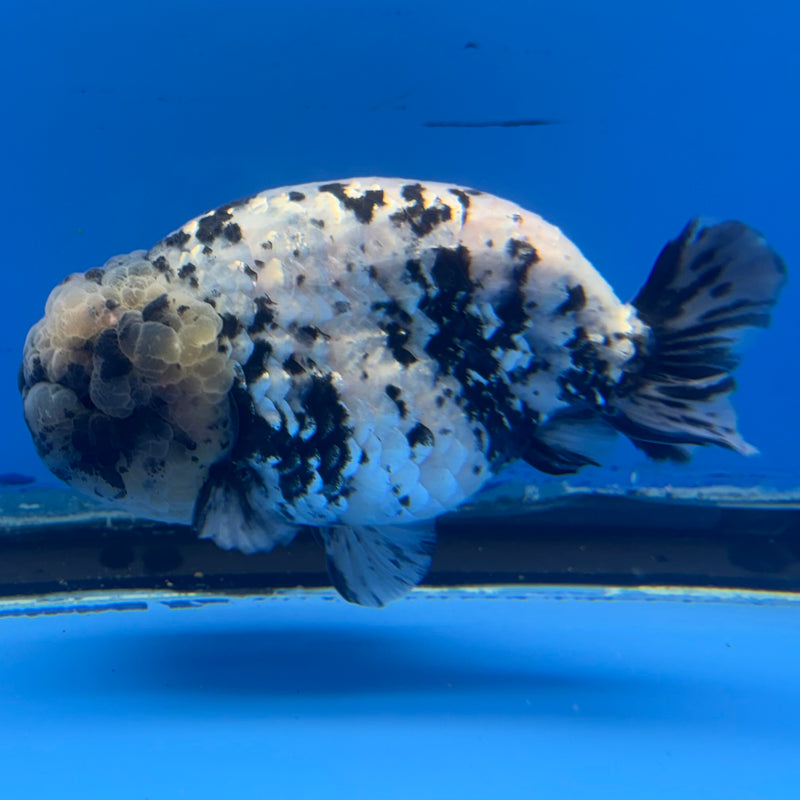 Thai Ranchu White Tiger 4” Body Male(BIN-CK-1040)R1BLUETUB2