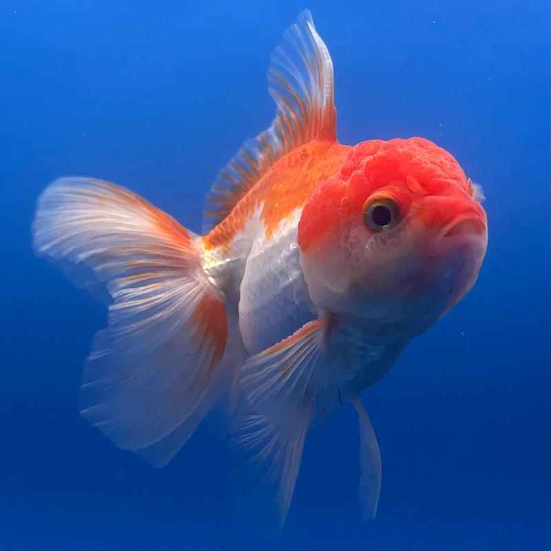 Thai Oranda Red/White 2.5” Body Male(CK-1264)R3B13