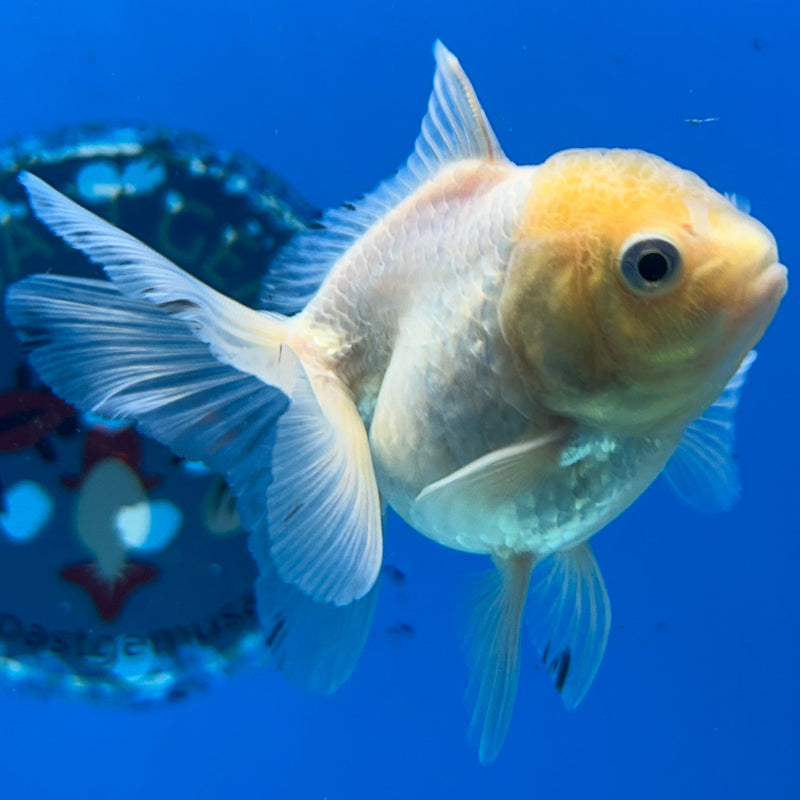 Thai Lemon Head Oranda 2”Body Female (JCD-172)R3B17