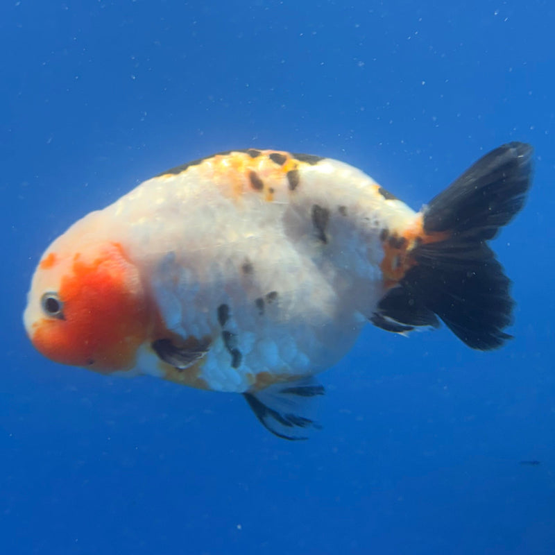 Chinese Ranchu Tri-Color Sakura 3.5in Female (FEB-310)R2A06