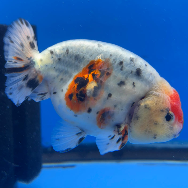 Thai Ranchu Tri-Color Calico 3.5” Body Male(CK-946)R2C03