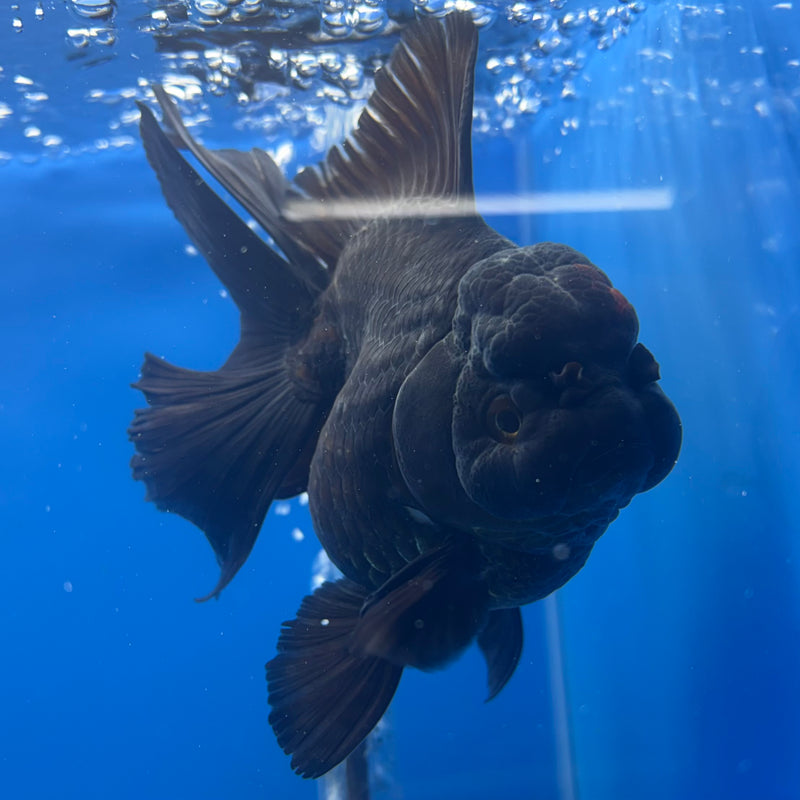 Thai Oranda JUMBO Black Body Red Cap 4” Body Female(QGF-CK-1329)BLUETUB1