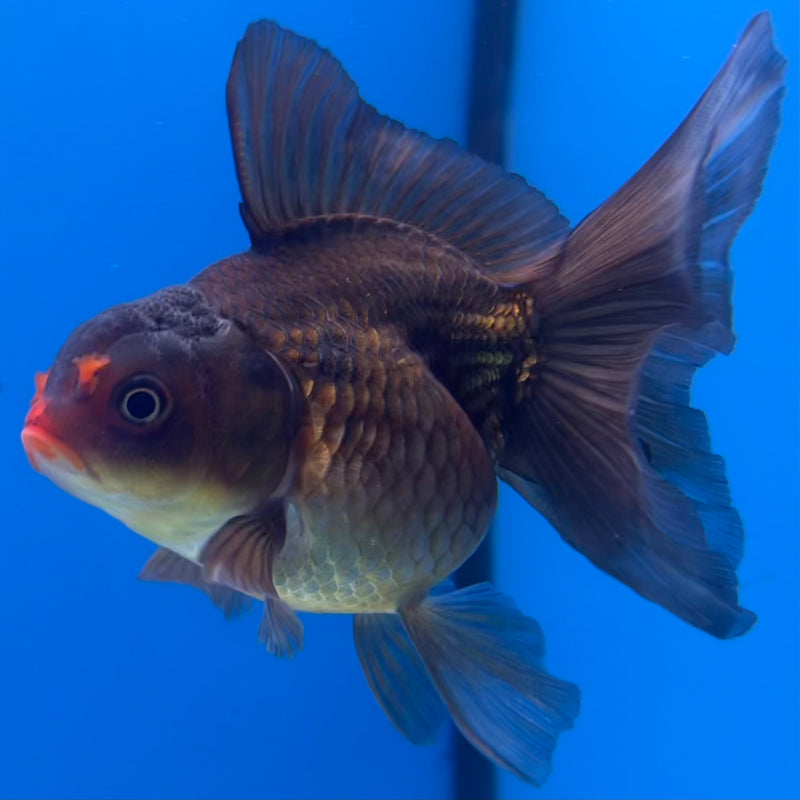 Thai Oranda Black Body Red Cap 3” Body Male(CK-1419)R3A11
