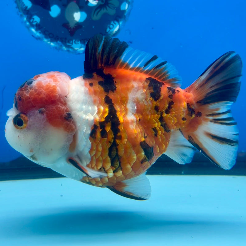 Thai Oranda Tri-Color Calico 4” Body Male(CK-1108)SHOWTANK2