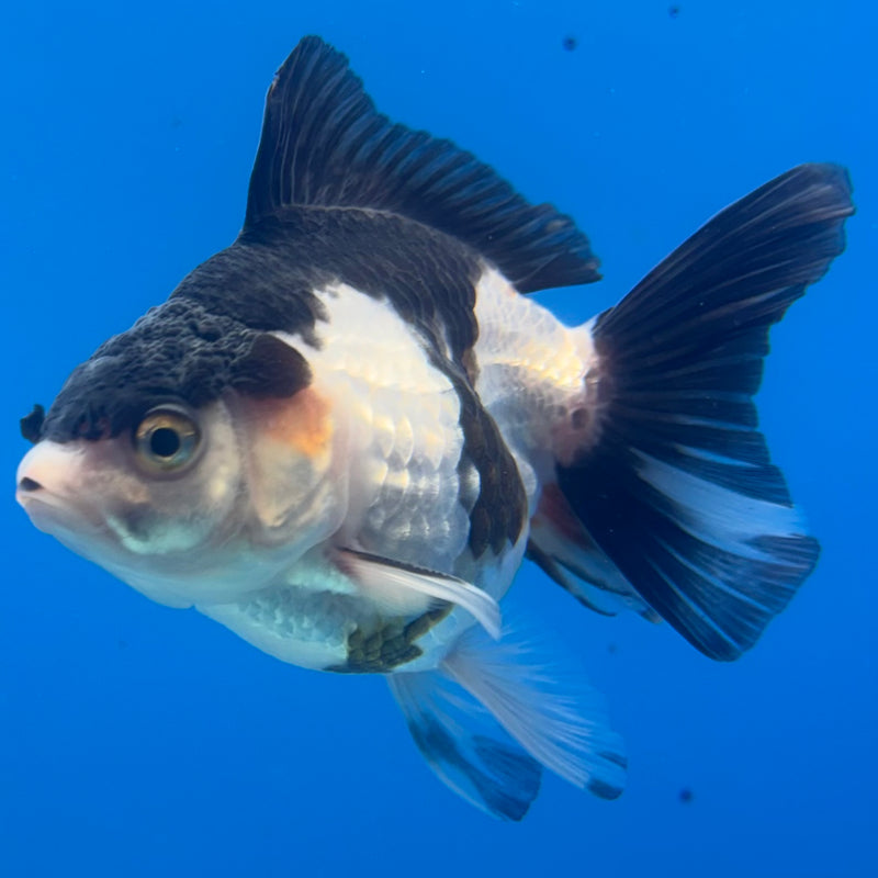 Thai Oranda NOK Tri-Color 3” Body Male(NOK-CK-1193)R3B13
