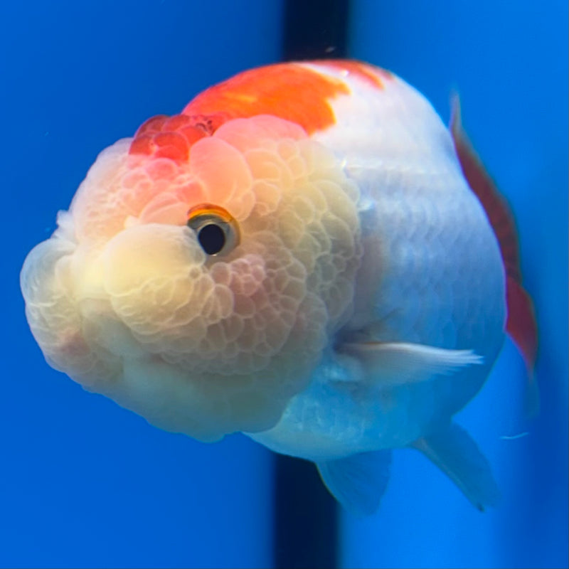 Thai Ranchu Red/White 3” Body Male(CK-991)R3B03