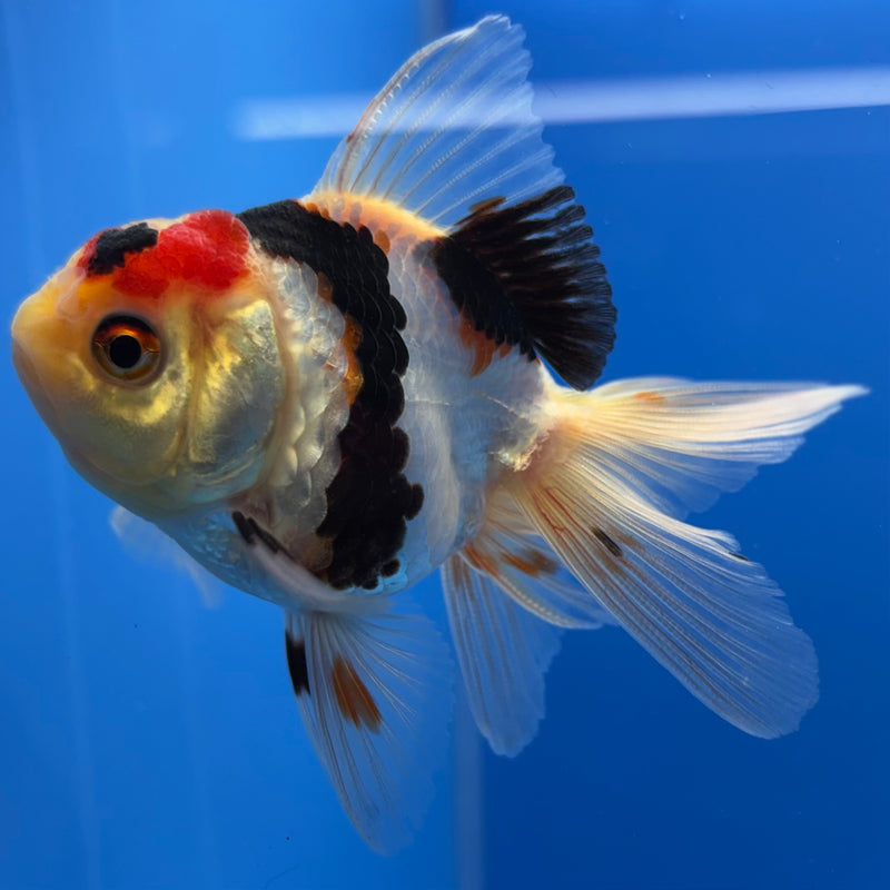 Thai Oranda Lemon Head Tri-Color 2” Body Male(CK-738)R3B21