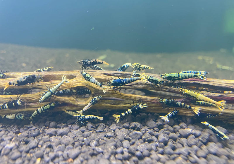 Live Freshwater Aquarium Shrimp Black Galaxy Pinto (Caridina)