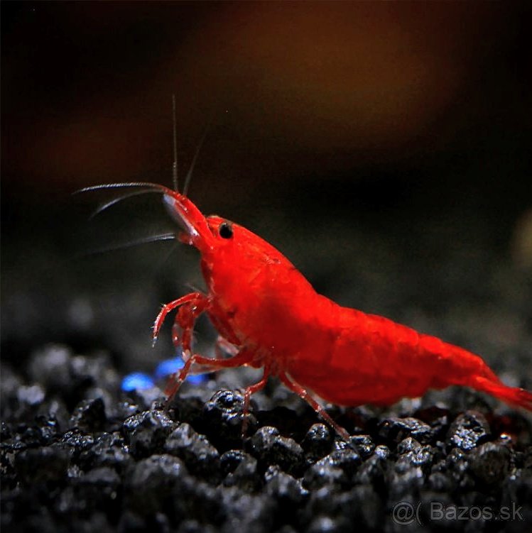 Live Freshwater Aquarium Fancy Bloody Mary Shrimp Premium Quality 10/$30, 20/$50 (Neocaridina sp.)(FS-010)