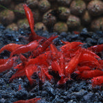 Live Freshwater Aquarium Fancy Bloody Mary Shrimp Premium Quality 10/$30, 20/$50 (Neocaridina sp.)(FS-010)