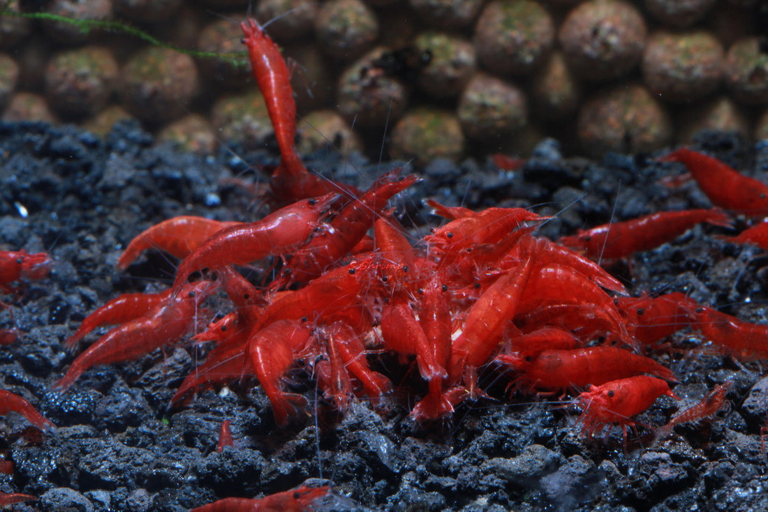 Live Freshwater Aquarium Fancy Bloody Mary Shrimp Premium Quality 10/$30, 20/$50 (Neocaridina sp.)(FS-010)