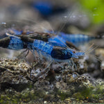 Live Freshwater Aquarium Blue Carbon Rili Shrimp Fancy Quality 10/$30, 20/$50 (FS-011)