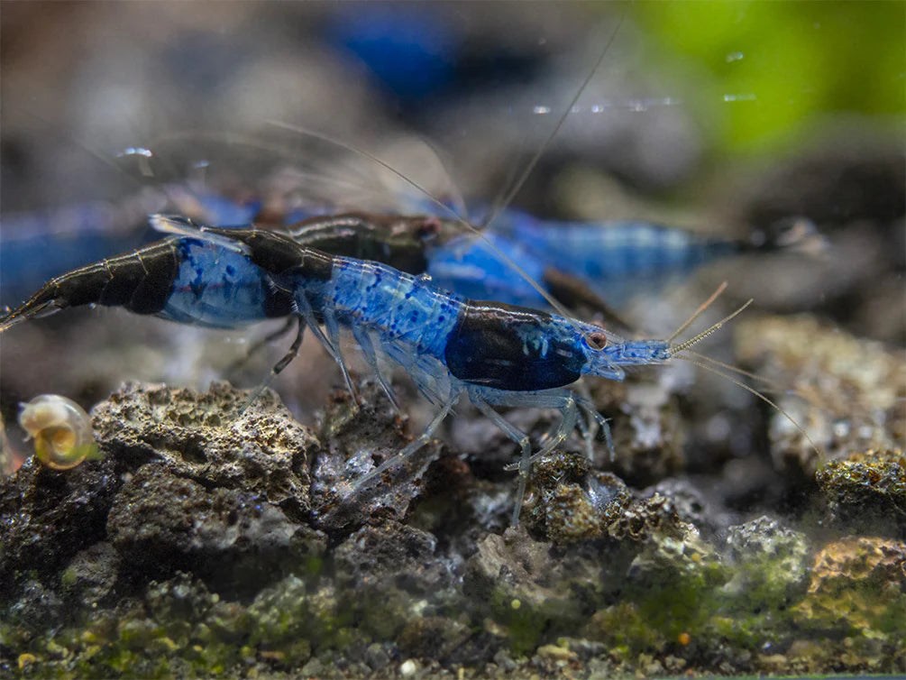 Live Freshwater Aquarium Blue Carbon Rili Shrimp Fancy Quality 10/$30, 20/$50 (FS-011)