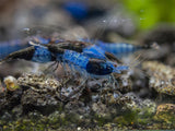 Live Freshwater Aquarium Blue Carbon Rili Shrimp Fancy Quality 10/$30, 20/$50 (FS-011)