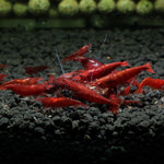 Live Freshwater Aquarium High Quality Painted Fire Red Shrimp 10/$30, 20/$50 (Neocaridina sp.)(FS-023)