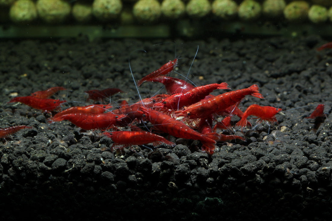 Live Freshwater Aquarium High Quality Painted Fire Red Shrimp 10/$30, 20/$50 (Neocaridina sp.)(FS-023)