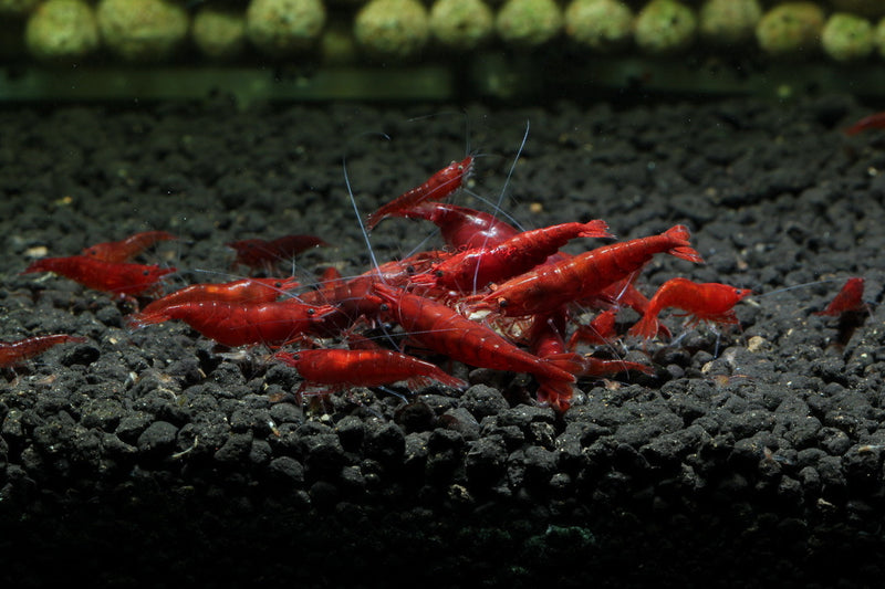 Live Freshwater Aquarium High Quality Painted Fire Red Shrimp 10/$25, 20/$40 (Neocaridina sp.)(FS-023)