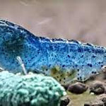 Live Freshwater Aquarium Shrimp Blue Aura (Neocaradina) 10/$30, 20/$50 (FS-041)