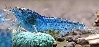 Live Freshwater Aquarium Shrimp Blue Aura (Neocaradina) 10/$30, 20/$50 (FS-041)
