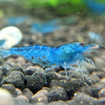 Live Freshwater Aquarium Shrimp Blue Aura (Neocaradina) 10/$30, 20/$50 (FS-041)