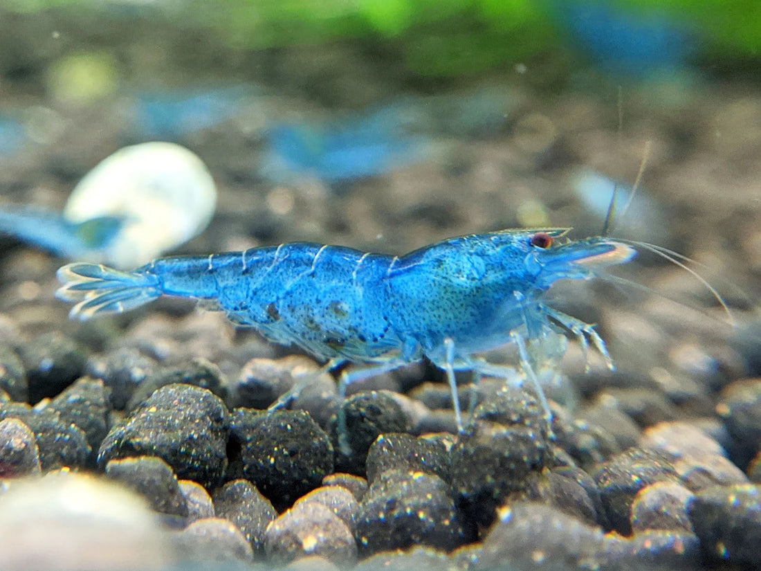 Live Freshwater Aquarium Shrimp Blue Aura (Neocaradina) 10/$30, 20/$50 (FS-041)