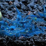 Live Freshwater Aquarium Shrimp Blue Aura (Neocaradina) 10/$30, 20/$50 (FS-041)