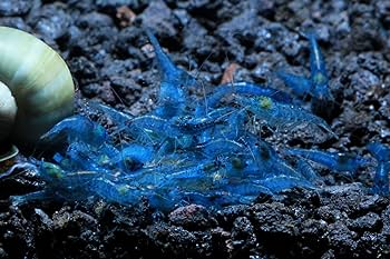 Live Freshwater Aquarium Shrimp Blue Aura (Neocaradina) 10/$30, 20/$50 (FS-041)