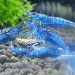 Live Freshwater Aquarium Shrimp Blue Aura (Neocaradina) 10/$30, 20/$50 (FS-041)