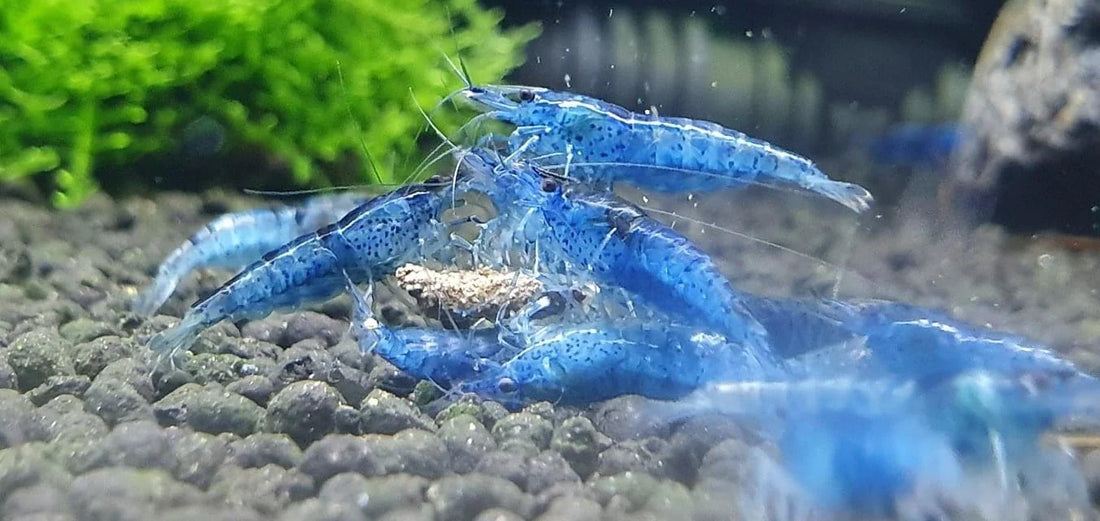 Live Freshwater Aquarium Shrimp Blue Aura (Neocaradina) 10/$30, 20/$50 (FS-041)
