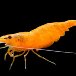 LIVE FRESHWATER AQUARIUM PREMIUM QUALITY SUNKIST SHRIMP NEOCARIDINA 10/$30, 20/$50 (FS-25)