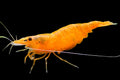 LIVE FRESHWATER AQUARIUM PREMIUM QUALITY SUNKIST SHRIMP NEOCARIDINA 10/$30, 20/$50 (FS-25)