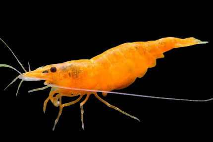 LIVE FRESHWATER AQUARIUM PREMIUM QUALITY SUNKIST SHRIMP NEOCARIDINA 10/$25, 20/$40 (FS-25)