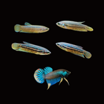 Female Betta Imbellis Yellow Tail wild betta