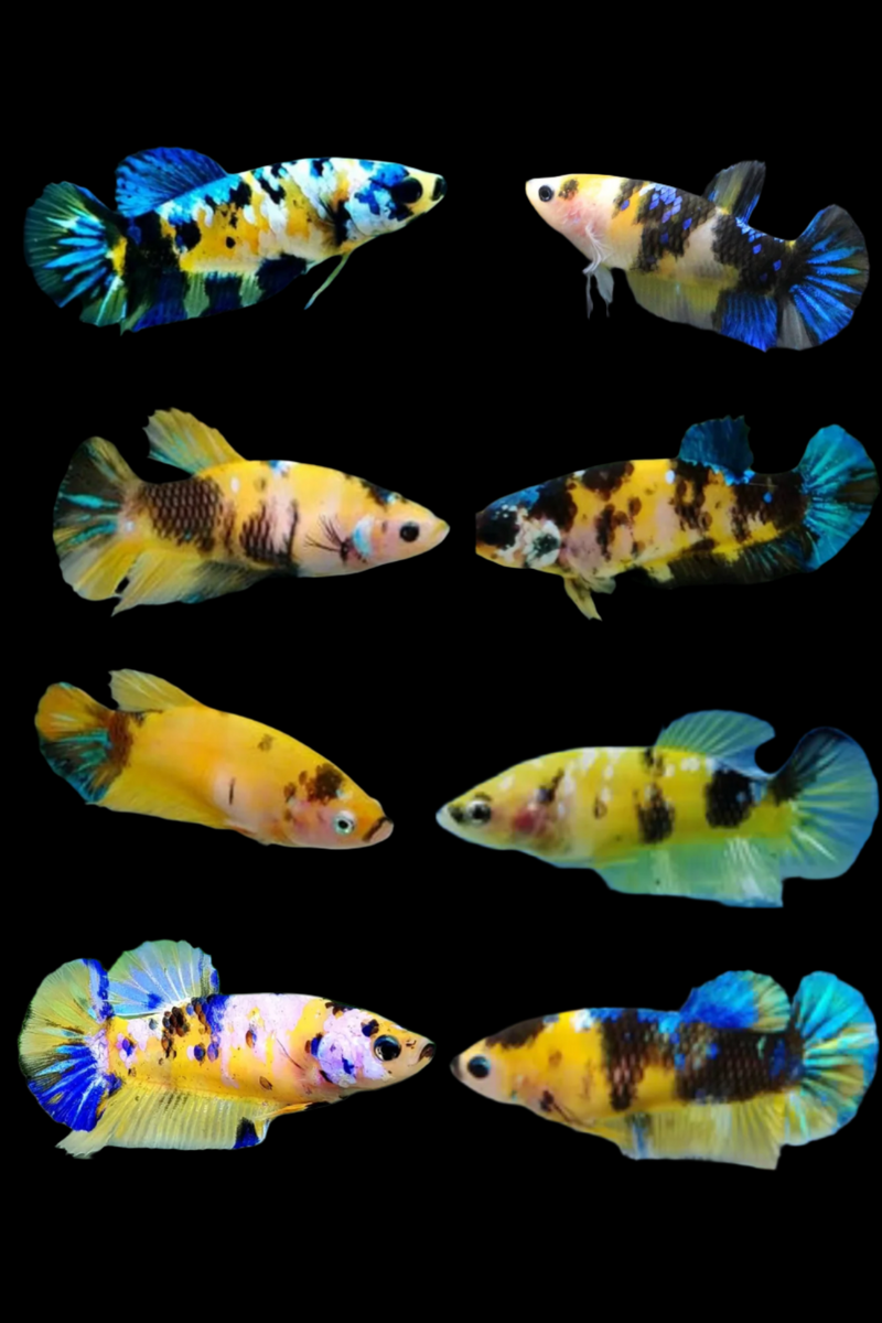 Female Betta Yellow Koi Galaxy