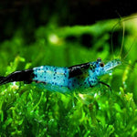 Live Freshwater Aquarium Blue Carbon Rili Shrimp Fancy Quality 10/$30, 20/$50 (FS-011)