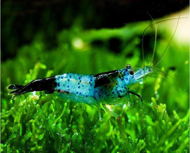 Live Freshwater Aquarium Blue Carbon Rili Shrimp Fancy Quality 10/$30, 20/$50 (FS-011)