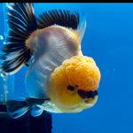 Thai Panda Yuanbao Oranda 4.5inch Body LLL