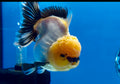 Thai Panda Yuanbao Oranda 4.5inch Body LLL