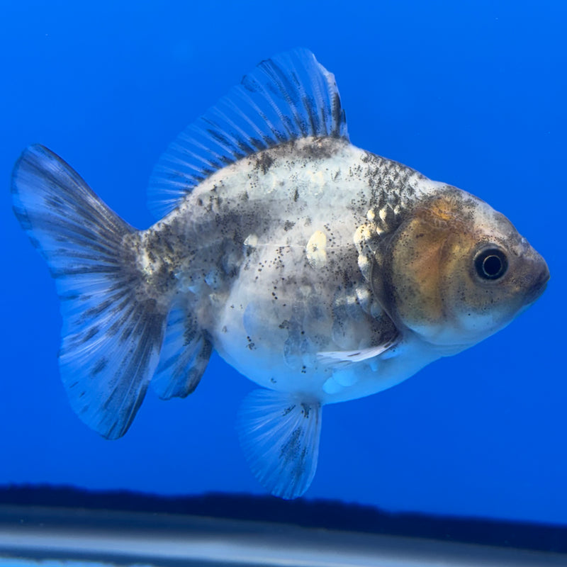 Thai Oranda SHOGUN 2.5” Body Female(CK-736)R1A09