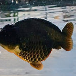 A Grade Our Choice Black Hybrid Dragon Head Ranchu 2.50 inch Body (CGF)
