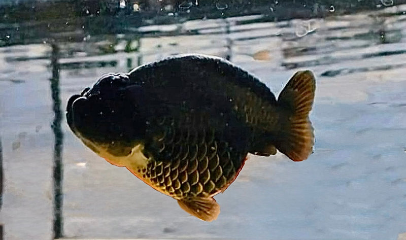 A Grade Our Choice Black Hybrid Dragon Head Ranchu 2.50 inch Body (CGF-087)