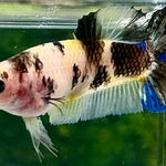 LIVE BETTA FANCY YELLOW KOI FEMALE  (LLL-3015) WHAT YOU SEE WHAT YOU GET!