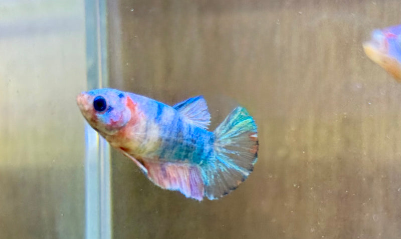 LIVE FISH FANCY COTTON CANDY FEMALE BETTA  ( LLL-0018) WHAT YOU SEE IS WHST YOU GET! READY TO SHIP!