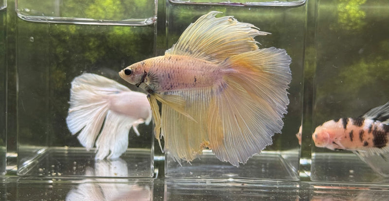 LIVE FISH HIGH GRADE FANCY YELLOW PASTEL COLOR DOUBLE TAIL HALFMOON MALE BETTAS LIGHT TONE S281(LLL-4005